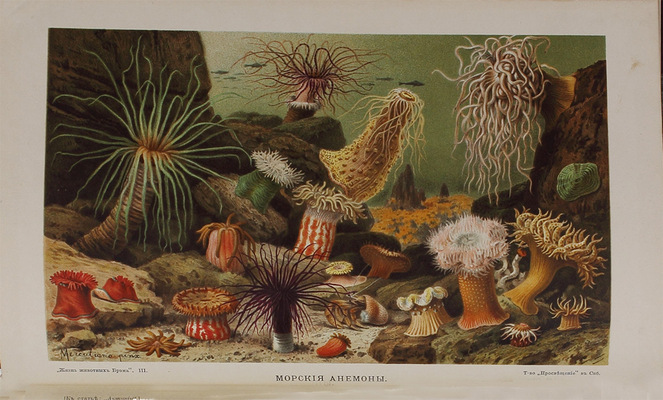 Полный комплект книг серии «Вся природа»: